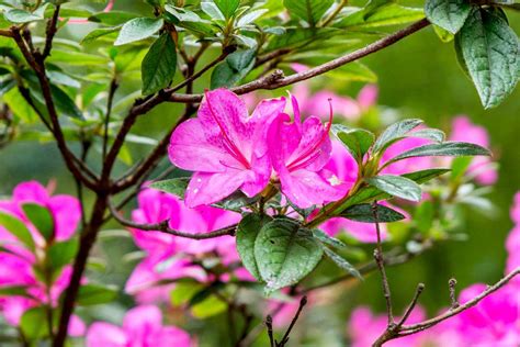 can azalea grow in the philippines|Azaleas care and growing guide: how to grow these shrubs .